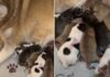Mama Dog’s Newborn Babies & Their Tiny Squeaks Suddenly Become Her Entire World Mama Dog’s Newborn Babies & Their Tiny Squeaks Suddenly Become Her Entire World