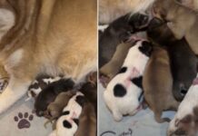 Mama Dog’s Newborn Babies & Their Tiny Squeaks Suddenly Become Her Entire World Mama Dog’s Newborn Babies & Their Tiny Squeaks Suddenly Become Her Entire World