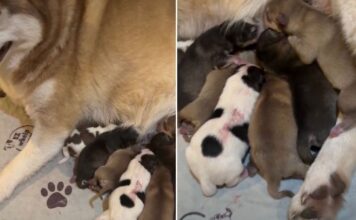 Mama Dog’s Newborn Babies & Their Tiny Squeaks Suddenly Become Her Entire World Mama Dog’s Newborn Babies & Their Tiny Squeaks Suddenly Become Her Entire World