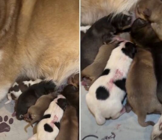 Mama Dog’s Newborn Babies & Their Tiny Squeaks Suddenly Become Her Entire World Mama Dog’s Newborn Babies & Their Tiny Squeaks Suddenly Become Her Entire World