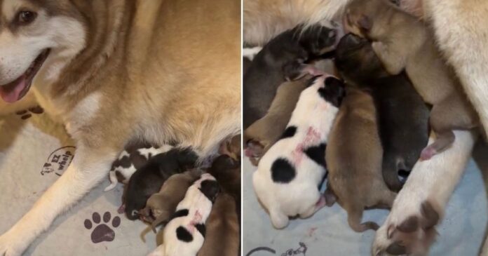 Mama-Dogs-Newborn-Babies-Their-Tiny-Squeaks-Suddenly-Become.jpg Mama Dog’s Newborn Babies & Their Tiny Squeaks Suddenly Become Her Entire World