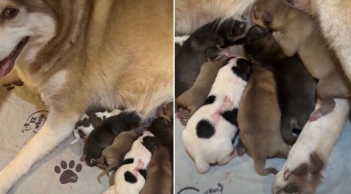 Mama Dog’s Newborn Babies & Their Tiny Squeaks Suddenly Become Her Entire World Mama Dog’s Newborn Babies & Their Tiny Squeaks Suddenly Become Her Entire World