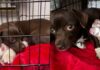 Mama Rescue Dog Trembles Inside a Crate, Snuggles Her Babies Close Until They’re Safe Mama Rescue Dog Trembles Inside a Crate, Snuggles Her Babies Close Until They’re Safe