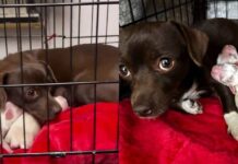 Mama Rescue Dog Trembles Inside a Crate, Snuggles Her Babies Close Until They’re Safe Mama Rescue Dog Trembles Inside a Crate, Snuggles Her Babies Close Until They’re Safe