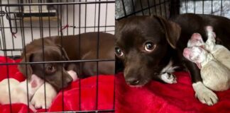 Mama Rescue Dog Trembles Inside a Crate, Snuggles Her Babies Close Until They’re Safe Mama Rescue Dog Trembles Inside a Crate, Snuggles Her Babies Close Until They’re Safe