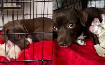 Mama Rescue Dog Trembles Inside a Crate, Snuggles Her Babies Close Until They’re Safe Mama Rescue Dog Trembles Inside a Crate, Snuggles Her Babies Close Until They’re Safe