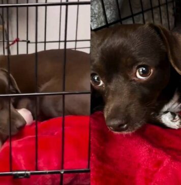 Mama Rescue Dog Trembles Inside a Crate, Snuggles Her Babies Close Until They’re Safe Mama Rescue Dog Trembles Inside a Crate, Snuggles Her Babies Close Until They’re Safe