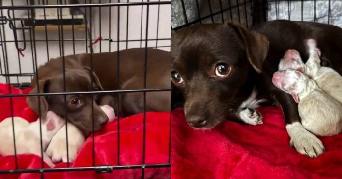 Mama Rescue Dog Trembles Inside a Crate, Snuggles Her Babies Close Until They’re Safe