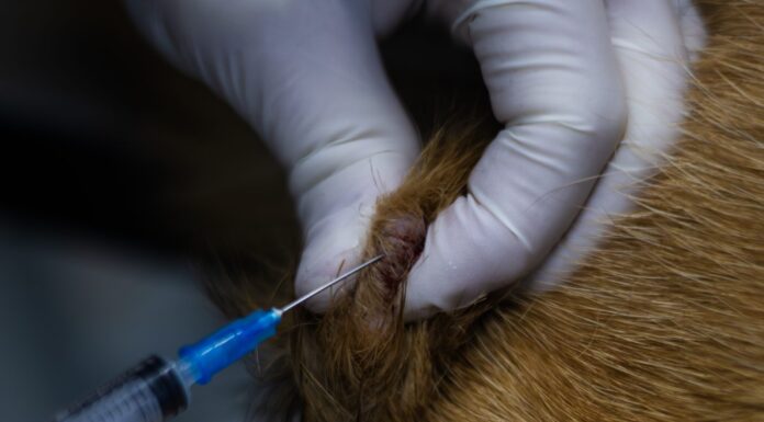 Mast Cell Tumor vs. Histiocytoma Mast Cell Tumor vs. Histiocytoma