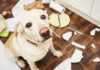 New Free Course – Six Simple Steps to Solve Your Dog’s Behavior Problems New Free Course – Six Simple Steps to Solve Your Dog's Behavior Problems
