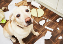 New Free Course – Six Simple Steps to Solve Your Dog’s Behavior Problems New Free Course – Six Simple Steps to Solve Your Dog's Behavior Problems
