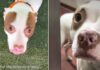 New Shelter Dog Found Shaking in Her Kennel Gets the Best News She Could Hope For New Shelter Dog Found Shaking in Her Kennel Gets the Best News She Could Hope For
