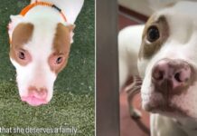 New Shelter Dog Found Shaking in Her Kennel Gets the Best News She Could Hope For New Shelter Dog Found Shaking in Her Kennel Gets the Best News She Could Hope For