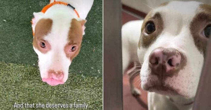 New-Shelter-Dog-Found-Shaking-in-Her-Kennel-Gets-the.jpg New Shelter Dog Found Shaking in Her Kennel Gets the Best News She Could Hope For