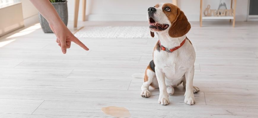 Owner Scolding Naughty Dog for Wet Spot on Floor