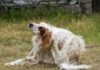 Picking the Best Flea and Tick Pill for Your Dog Picking the Best Flea and Tick Pill for Your Dog