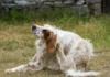 Picking the Best Flea and Tick Pill for Your Dog Picking the Best Flea and Tick Pill for Your Dog