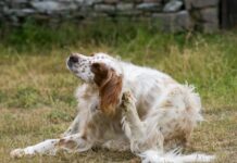 Picking the Best Flea and Tick Pill for Your Dog Picking the Best Flea and Tick Pill for Your Dog