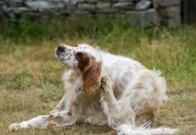Picking the Best Flea and Tick Pill for Your Dog Picking the Best Flea and Tick Pill for Your Dog