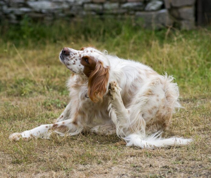 Picking the Best Flea and Tick Pill for Your Dog