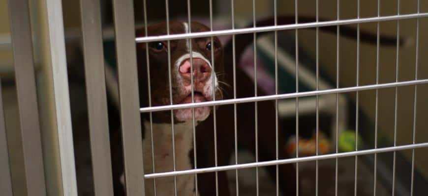 Pit bull in a stainless crate