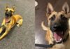Police K-9 Who Lost a Leg in the Line of Duty Receives Historic Honor Police K-9 Who Lost a Leg in the Line of Duty Receives Historic Honor