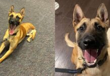 Police K-9 Who Lost a Leg in the Line of Duty Receives Historic Honor Police K-9 Who Lost a Leg in the Line of Duty Receives Historic Honor