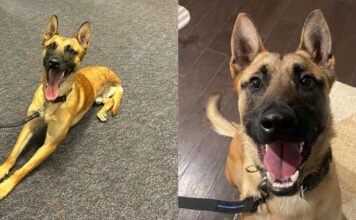 Police K-9 Who Lost a Leg in the Line of Duty Receives Historic Honor Police K-9 Who Lost a Leg in the Line of Duty Receives Historic Honor