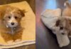 Puppy Discovers a Genius Way to Follow Mom’s Command on His Own Terms Puppy Discovers a Genius Way to Follow Mom's Command on His Own Terms