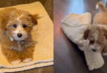 Puppy Discovers a Genius Way to Follow Mom’s Command on His Own Terms Puppy Discovers a Genius Way to Follow Mom's Command on His Own Terms