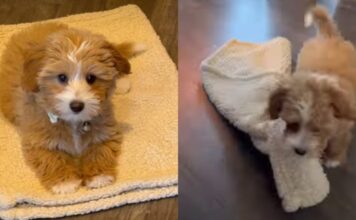 Puppy Discovers a Genius Way to Follow Mom’s Command on His Own Terms Puppy Discovers a Genius Way to Follow Mom's Command on His Own Terms