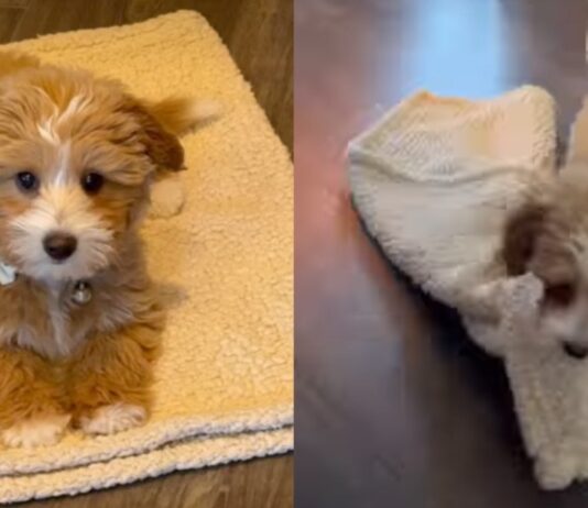 Puppy Discovers a Genius Way to Follow Mom’s Command on His Own Terms Puppy Discovers a Genius Way to Follow Mom's Command on His Own Terms