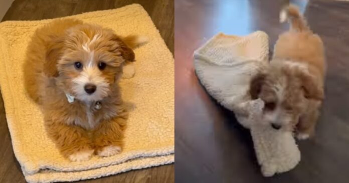 Puppy Discovers a Genius Way to Follow Mom's Command on His Own Terms