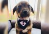 Puppy Dressed in a Tuxedo Gets Stood Up on Adoption Day Puppy Dressed in a Tuxedo Gets Stood Up on Adoption Day