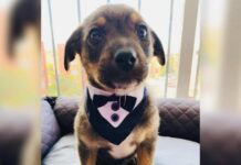 Puppy Dressed in a Tuxedo Gets Stood Up on Adoption Day Puppy Dressed in a Tuxedo Gets Stood Up on Adoption Day