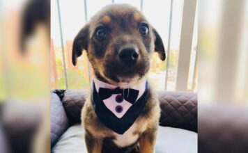 Puppy Dressed in a Tuxedo Gets Stood Up on Adoption Day Puppy Dressed in a Tuxedo Gets Stood Up on Adoption Day