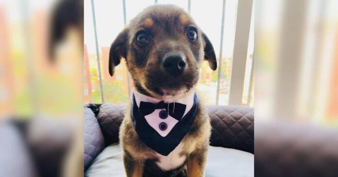 Puppy-Dressed-in-a-Tuxedo-Gets-Stood-Up-on-Adoption.jpg Puppy Dressed in a Tuxedo Gets Stood Up on Adoption Day