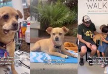 Rescue Dog Endures the Toughest Time to Finally Find Her Forever Family Rescue Dog Endures the Toughest Time to Finally Find Her Forever Family