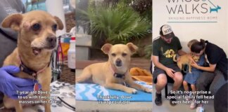 Rescue Dog Endures the Toughest Time to Finally Find Her Forever Family