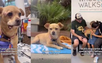 Rescue Dog Endures the Toughest Time to Finally Find Her Forever Family Rescue Dog Endures the Toughest Time to Finally Find Her Forever Family