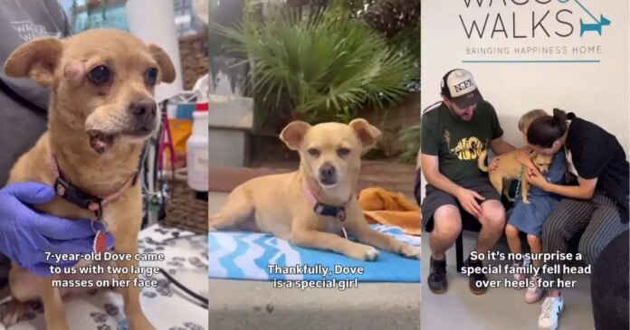 Rescue-Dog-Endures-the-Toughest-Time-to-Finally-Find-Her.jpg Rescue Dog Endures the Toughest Time to Finally Find Her Forever Family