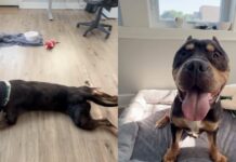 Rescue Dog Once a Stray Chooses the Floor Over the Bed & Makes Human Realize the Sad Truth Rescue Dog Once a Stray Chooses the Floor Over the Bed & Makes Human Realize the Sad Truth
