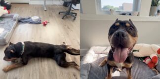 Rescue Dog Once a Stray Chooses the Floor Over the Bed & Makes Human Realize the Sad Truth Rescue Dog Once a Stray Chooses the Floor Over the Bed & Makes Human Realize the Sad Truth