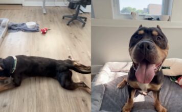 Rescue Dog Once a Stray Chooses the Floor Over the Bed & Makes Human Realize the Sad Truth Rescue Dog Once a Stray Chooses the Floor Over the Bed & Makes Human Realize the Sad Truth