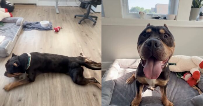 Rescue-Dog-Once-a-Stray-Chooses-the-Floor-Over-the.jpg Rescue Dog Once a Stray Chooses the Floor Over the Bed & Makes Human Realize the Sad Truth