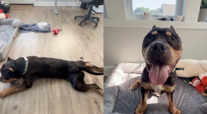 Rescue Dog Once a Stray Chooses the Floor Over the Bed & Makes Human Realize the Sad Truth Rescue Dog Once a Stray Chooses the Floor Over the Bed & Makes Human Realize the Sad Truth