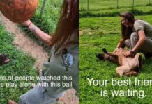 Rescue Dog Used To Play Alone Until Human Changed Everything, but His Journey Isn’t Over Yet Rescue Dog Used To Play Alone Until Human Changed Everything, but His Journey Isn’t Over Yet