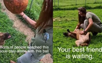 Rescue Dog Used To Play Alone Until Human Changed Everything, but His Journey Isn’t Over Yet Rescue Dog Used To Play Alone Until Human Changed Everything, but His Journey Isn’t Over Yet