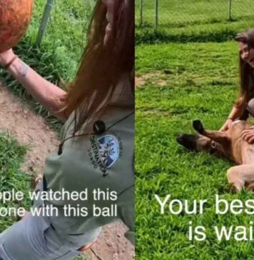 Rescue Dog Used To Play Alone Until Human Changed Everything, but His Journey Isn’t Over Yet Rescue Dog Used To Play Alone Until Human Changed Everything, but His Journey Isn’t Over Yet
