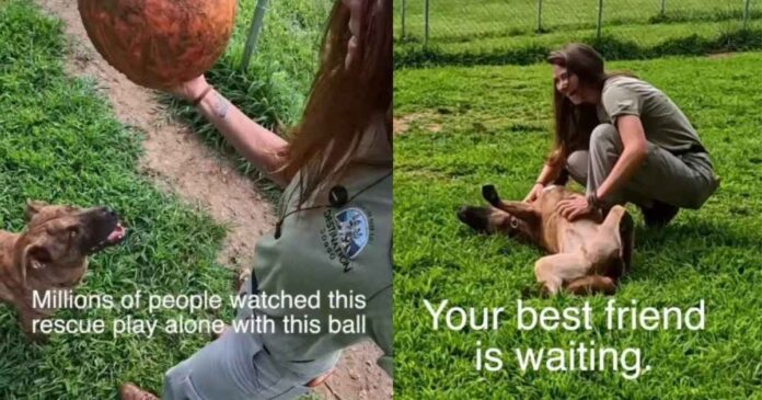 Rescue Dog Used To Play Alone Until Human Changed Everything, but His Journey Isn’t Over Yet
